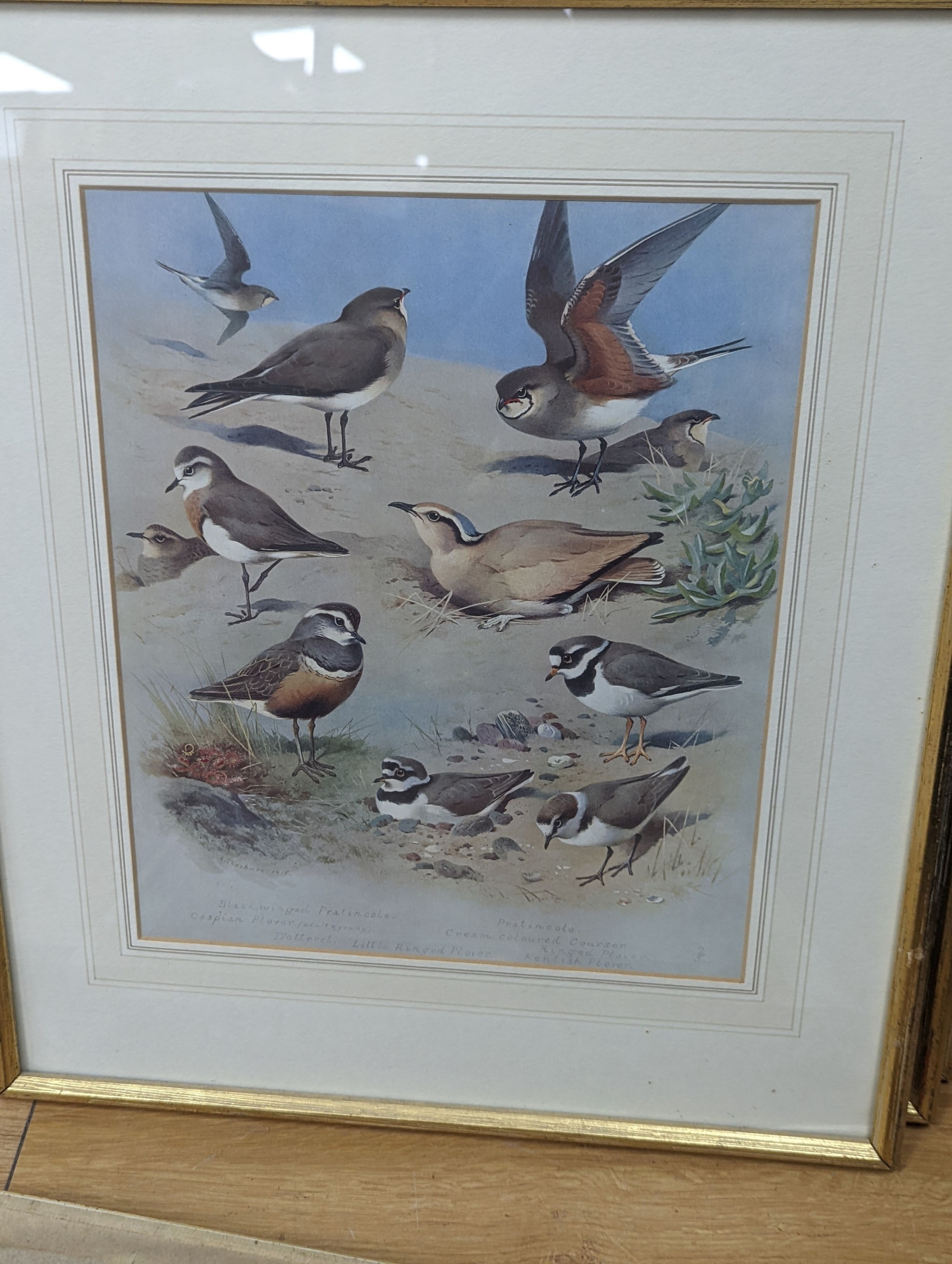 A group of assorted ornithological prints including three lithographs after Edward Lear, largest 52 x 36cm